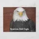 Search for birds of america postcards Bald eagle