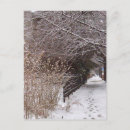 Search for footprints postcards Snow