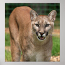 Search for cougar posters Animals