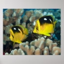 Search for underwater posters Coral