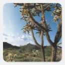 Search for saguaro cactus stickers Outdoors