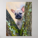 Search for cute bulldog posters Frenchie