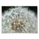 Search for dandilion Nature