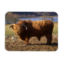 Search for bulls magnets Livestock