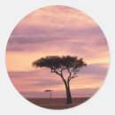 Search for acacia stickers Adam jones