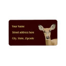 Search for white tail deer Hunting