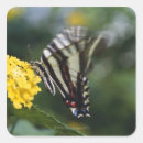 Search for swallowtail stickers Wildlife