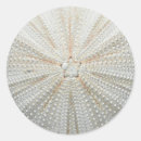 Search for sea urchin stickers Sand dollar