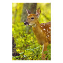 Search for fawn art Spotted
