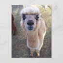 Search for camelids postcards Farm