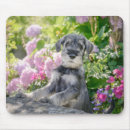 Search for schnauzer electronics Flowers