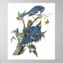 Search for john jay posters John james audubon