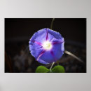 Search for morning glory posters Summer