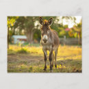 Search for burro Donkey