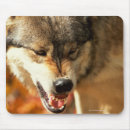 Search for wolf portrait electronics Animal