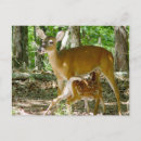 Search for whitetail deer postcards Animal