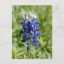 Search for genus Floral