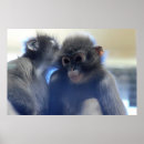 Search for furry monkey Cute