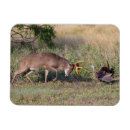 Search for habitat magnets Larry ditto