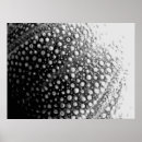 Search for pictures of shells art Pattern