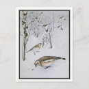 Search for bruce postcards Nature