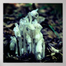 Search for indian flower posters Floral