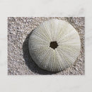 Search for sea urchin postcards Seashells