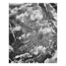 Search for spiderweb posters Dew