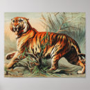 Search for vintage tiger posters Forest
