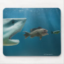 Search for shark mousepads Nature