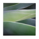 Search for agave tiles Cactus