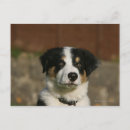 Search for headshot postcards Canine photographer