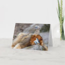 Search for monkey photo cards Cute animals