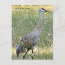 Search for birds of america postcards Picture