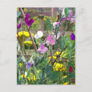 Search for sweet peas postcards Floral