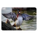 Search for duck magnets Birds