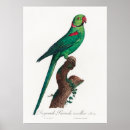 Search for cockatoo art posters Parrots