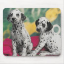 Search for dalmatians mousepads Dogs