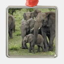 Search for tanzania christmas tree decorations Serengeti national park