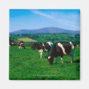 Search for friesian magnets Cattle