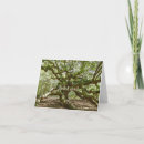 Search for angel oak tree Photography