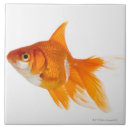 Search for side view tiles Animal