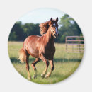 Search for gallop magnets Farm