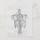 Search for chiropractic postcards Anatomy