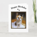 Search for calico kitten cards Kitty