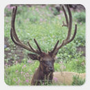 Search for alpine meadow stickers Nature