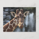 Search for giraffe looking postcards Close up