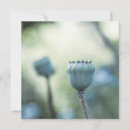 Search for oriental poppies postcards Photography