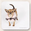 Search for quirky coasters Animal