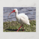 Search for ibis postcards Photography
